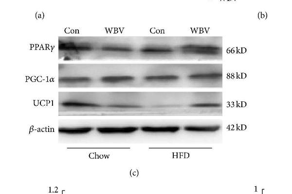 PPARG antibody  (AA 315-420)