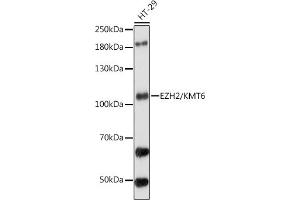 Western blot analysis of extracts of HT-29 cells, using EZH2/KMT6 antibody (ABIN6133510, ABIN6140394, ABIN6140397 and ABIN6218016) at 1:1000 dilution.
