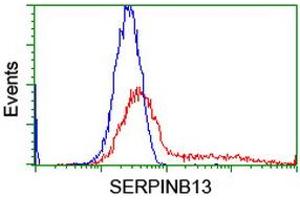 HEK293T cells transfected with either RC211032 overexpress plasmid (Red) or empty vector control plasmid (Blue) were immunostained by anti-SERPINB13 antibody (ABIN2455140), and then analyzed by flow cytometry. (SERPINB13 antibody)