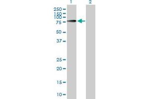 Western Blot analysis of INPP5E expression in transfected 293T cell line by INPP5E MaxPab polyclonal antibody. (INPP5E antibody  (AA 1-644))