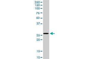 MSX1 MaxPab rabbit polyclonal antibody. (MSX1 antibody  (AA 1-297))