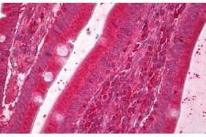 Anti-ERO1L antibody IHC staining of human small intestine. (ERO1L antibody  (AA 105-118))