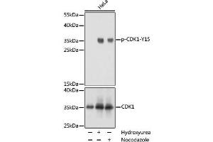Western blot analysis of extracts of NIH/3T3 cells using Phospho-CDK1(Y15) Polyclonal Antibody at dilution of 1:1000. (CDK1 antibody  (pTyr15))