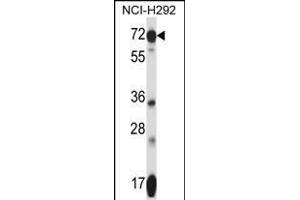 SLC41A2 Antibody (N-term) (ABIN657753 and ABIN2846735) western blot analysis in NCI- cell line lysates (35 μg/lane).