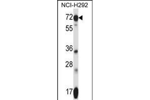 SLC41A2 anticorps  (N-Term)
