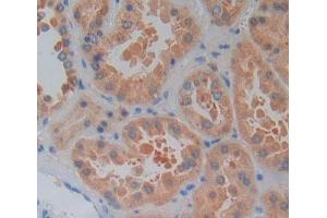 #VALUE! (LYPLA2 antibody  (AA 1-196))