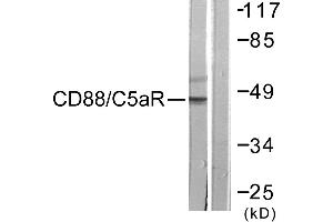 Immunohistochemistry analysis of paraffin-embedded human brain tissue using CD88/C5aR (Ab-338) antibody. (C5AR1 antibody  (Ser338))