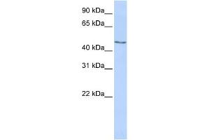 WB Suggested Anti-MECP2 Antibody Titration:  0.