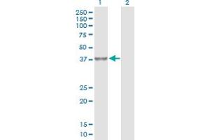 Western Blot analysis of PPP2R4 expression in transfected 293T cell line by PPP2R4 MaxPab polyclonal antibody. (PPP2R4 antibody  (AA 1-323))