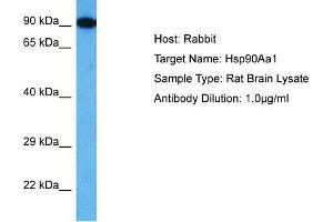 Host: Rabbit Target Name: HSP90AA1 Sample Tissue: Rat Brain Antibody Dilution: 1ug/ml (HSP90AA1 antibody  (C-Term))