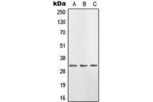 Western blot analysis of HSD11B1 expression in HeLa (A), H9C2 (B), PC12 (C) whole cell lysates.