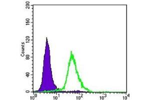 FC analysis of Hela cells using CRTC2 antibody (green) and negative control (purple). (CRTC2 antibody)