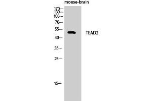 Western Blot analysis of Mouse-brain cells using TEF-4 Polyclonal Antibody. (TEAD2 antibody  (AA 40-120))