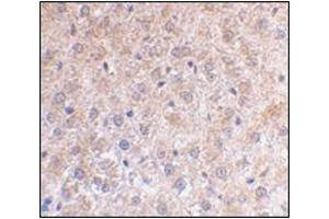 AP30639PU-N TP53INP1 antibody Immunohistochemical staining of Paraffin-Embedded Mouse Liver Sections at 2 μg/ml. (TP53INP1 antibody  (N-Term))
