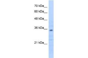 WB Suggested Anti-PHB2 Antibody Titration:  0. (Prohibitin 2 antibody  (C-Term))