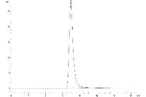 The purity of SARS-COV-2 Spike RBD is greater than 95 % as determined by SEC-HPLC.