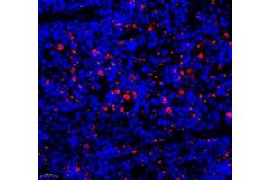 Immunofluorescence of paraffin embedded mouse spleen using ECP (ABIN7073838) at dilution of 1: 1000 (400x lens) (RNASE3 antibody)