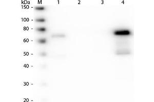Western Blot of Anti-Chicken IgM (mu chain) (GOAT) Antibody Peroxidase Conjugated . (Goat anti-Chicken IgM Antibody (FITC))