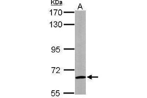 WB Image Sample (50 ug of whole cell lysate) A: Mouse brain 7. (WDR1 antibody  (C-Term))