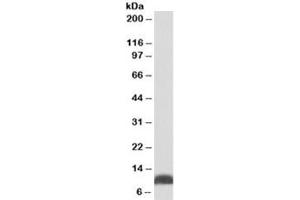 Western blot testing of HepG2 lysate with HSP10 antibody at 0. (HSPE1 antibody)