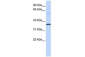 C16ORF46 antibody used at 1 ug/ml to detect target protein. (C16ORF46 antibody  (N-Term))