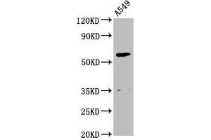 Western Blot Positive WB detected in: A549 whole cell lysate All lanes: AMH antibody at 2.