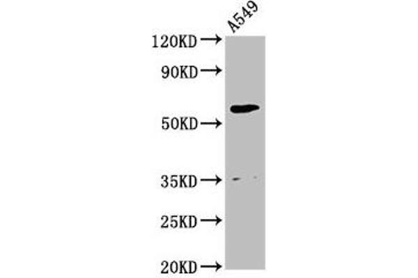 AMH antibody  (AA 26-560)