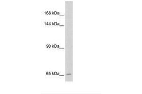 SLC19A1 antibody  (N-Term)