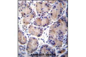 CES8 Antibody (C-term) (ABIN656888 and ABIN2846087) immunohistochemistry analysis in formalin fixed and paraffin embedded human stomach tissue followed by peroxidase conjugation of the secondary antibody and DAB staining. (CES4A antibody  (C-Term))
