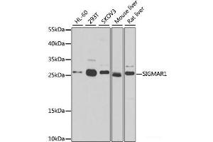 Western blot analysis of extracts of various cell lines using SIGMAR1 Polyclonal Antibody at dilution of 1:500. (SIGMAR1 antibody)