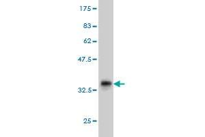 Western Blot detection against Immunogen (36. (TEK antibody  (AA 701-800))