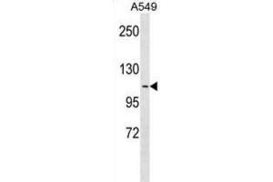 Western Blotting (WB) image for anti-Apolipoprotein B Receptor (APOBR) antibody (ABIN3000397)