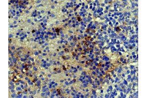 Paraffin embedded mouse spleen section was stained with Goat Anti-Mouse Kappa-HRP followed by DAB and hematoxylin.