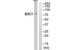 Western blot analysis of extracts from HeLa cells, using SDC1 antibody. (Syndecan 1 antibody  (Internal Region))