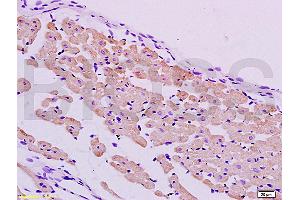 Formalin-fixed and paraffin embedded rat heart tissue labeled with Anti-PER2/Period circadian protein 2 Polyclonal Antibody, Unconjugated (ABIN751258) at 1:200 followed by conjugation to the secondary antibody and DAB staining (PER2 antibody  (AA 751-850))