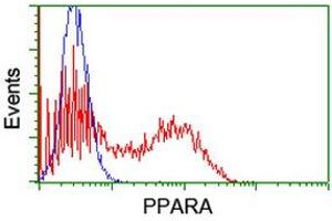 HEK293T cells transfected with either RC216176 overexpress plasmid (Red) or empty vector control plasmid (Blue) were immunostained by anti-PPARA antibody (ABIN2455018), and then analyzed by flow cytometry. (PPARA antibody  (AA 145-420))