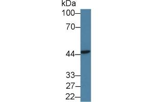 PSMD6 antibody  (AA 1-389)