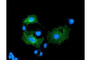 Anti-LMAN1 mouse monoclonal antibody (ABIN2454008) immunofluorescent staining of COS7 cells transiently transfected by pCMV6-ENTRY LMAN1 (RC207088). (LMAN1 antibody)