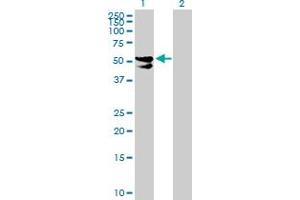 Western Blot analysis of PDP2 expression in transfected 293T cell line by PDP2 MaxPab polyclonal antibody.