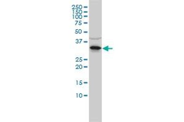 RNASEH2A antibody  (AA 1-299)