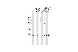 All lanes : Anti-PSMB7 Antibody (Center) at 1:8000 dilution Lane 1: Jurkat whole cell lysates Lane 2:  whole cell lysates Lane 3: HepG2 whole cell lysates Lane 4: MCF-7 whole cell lysates Lysates/proteins at 20 μg per lane. (PSMB7 antibody  (AA 180-211))