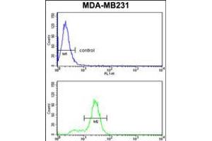 Flow cytometry analysis of MDA-MB231 cells (bottom histogram) compared to a negative control cell (top histogram). (KRT14 antibody  (AA 276-303))