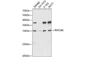 Western blot analysis of extracts of various cell lines, using RNF166 antibody (ABIN6135036, ABIN6147021, ABIN6147024 and ABIN6224290) at 1:1000 dilution. (RNF166 antibody  (C-Term))