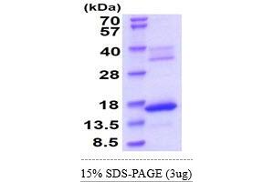 SDS-PAGE (SDS) image for Granzyme B (GZMB) (AA 19-247) protein (His tag) (ABIN5855086) (GZMB Protein (AA 19-247) (His tag))