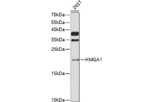 Western blot analysis of extracts of 293T cells, using HMG antibody (635) at 1:3000 dilution. (HMGA1 antibody  (AA 1-100))