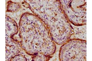 IHC image of ABIN7164243 diluted at 1:100 and staining in paraffin-embedded human placenta tissue performed on a Leica BondTM system. (PSG9 antibody  (AA 241-426))