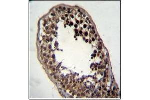 Formalin fixed and paraffin embedded human testis tissue stained with FSTL3 Antibody (C-term) followed by peroxidase conjugation of the secondary antibody and DAB staining. (FSTL3 antibody  (C-Term))