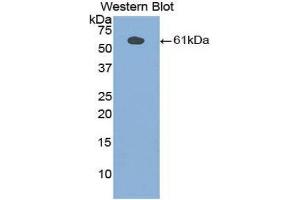 Western Blotting (WB) image for anti-Phospholipase A2-Activating Protein (PLAA) (AA 534-792) antibody (ABIN1860254) (PLAA antibody  (AA 534-792))