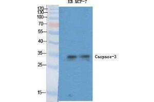 Western Blot (WB) analysis of specific cells using Caspase-3 Polyclonal Antibody. (Caspase 3 antibody  (Ser1981))