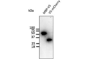 Western Blotting (WB) image for anti-V5 Epitope Tag antibody (ABIN6254253) (V5 Epitope Tag antibody)